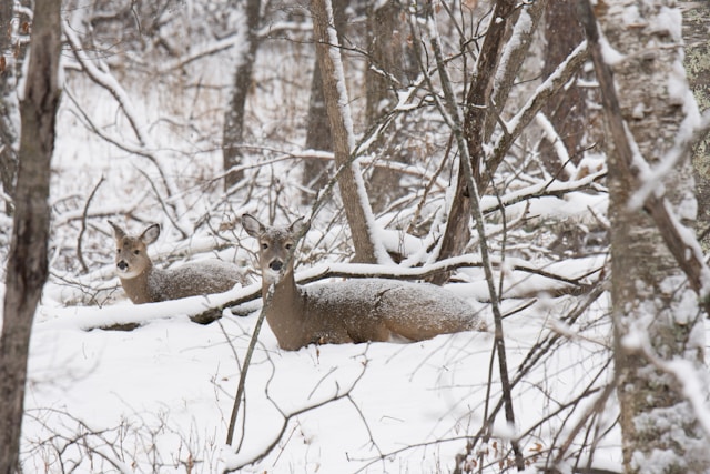 Two deer rest in the snow, as seen through thin trees. One looks at the viewer.