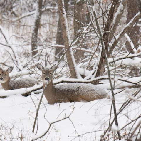 Two deer rest in the snow, as seen through thin trees. One looks at the viewer.