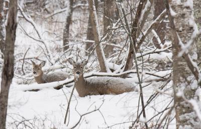 Two deer rest in the snow, as seen through thin trees. One looks at the viewer.